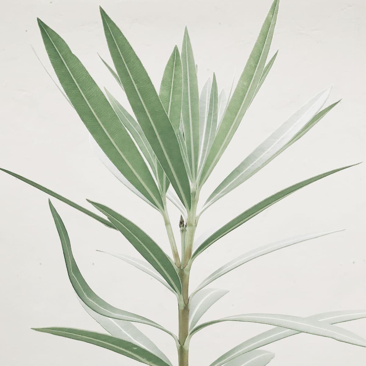 Soft green tropical leaves